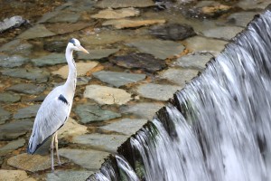 IMG_1484