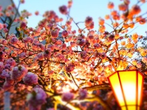 さくら
