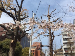 IMG_6726